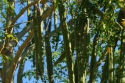 Kit De Culture - Moringa - 10 Graines - Moringa Oleifera -Emerald Soldes 640641f462d1b0.92586215