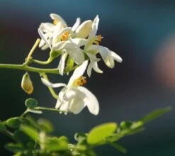 Kit De Culture - Moringa - 10 Graines - Moringa Oleifera -Emerald Soldes 640641f4686cb0.45653273