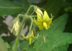 Kit De Culture - Tomate San Marzano - 10 Graines - Lycopersicon Esculentum 8 Kit De Culture - Tomate San Marzano - 10 Graines - Lycopersicon Esculentum -Emerald Soldes 640641fa29a824.71109885