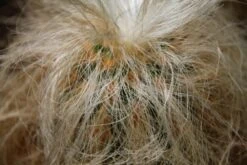 Kit De Culture - Vieil Homme Des Andes - 40 Graines - Oreocereus Celsianus -Emerald Soldes 6406421319bf09.55918901