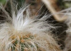 Kit De Culture - Vieil Homme Des Andes - 40 Graines - Oreocereus Celsianus -Emerald Soldes 640642131e7c97.68380268