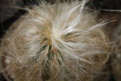 Kit De Culture - Vieil Homme Des Andes - 40 Graines - Oreocereus Celsianus -Emerald Soldes 64064213238914.02708494