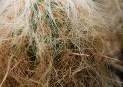 Kit De Culture - Vieil Homme Des Andes - 40 Graines - Oreocereus Celsianus -Emerald Soldes 640642132a3d31.45958194