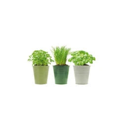 3 Pots D'herbes Aromatiques