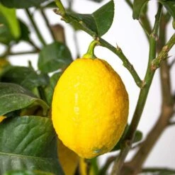 Citrus Limon - Citronnier - Arbre Fruitier - Persistant - ⌀21 Cm - ↕70-80 Cm 8 Citrus Limon - Citronnier - Arbre Fruitier - Persistant - ⌀21 Cm - ↕70-80 Cm -Emerald Soldes 640b1fd8f19335.79451771