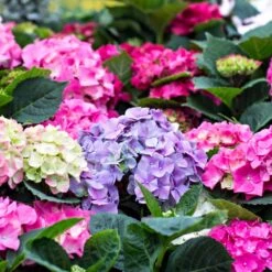 3x Hydrangea Macrophylla Mix – Hortensia – Arbuste - Rustique – ⌀14 Cm - ↕30-40 Cm -Emerald Soldes 640b1ffd9bd139.56396936