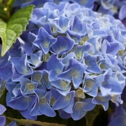 Hydrangea Macrophylla 'early Blue'– Hortensia – Arbuste - Rustique – ⌀14 Cm - ↕30-40 Cm 7 Hydrangea Macrophylla 'early Blue'– Hortensia – Arbuste - Rustique – ⌀14 Cm - ↕30-40 Cm -Emerald Soldes 640b2008107088.98115395