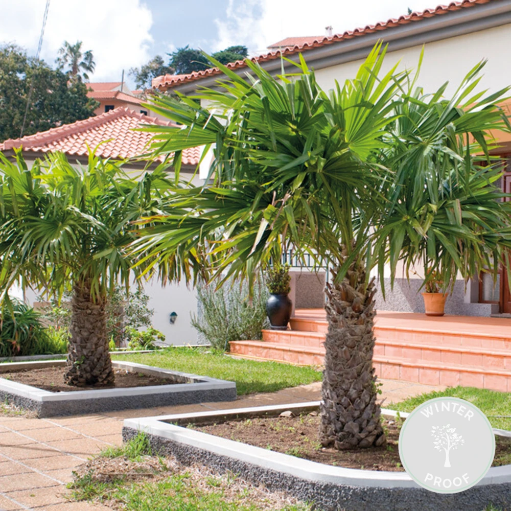 Trachycarpus Fortunei - Palmier Chinois - Palmier - Rustique – ⌀24 Cm - ↕70-80 Cm 2 Trachycarpus Fortunei - Palmier Chinois - Palmier - Rustique – ⌀24 Cm - ↕70-80 Cm – Image 2