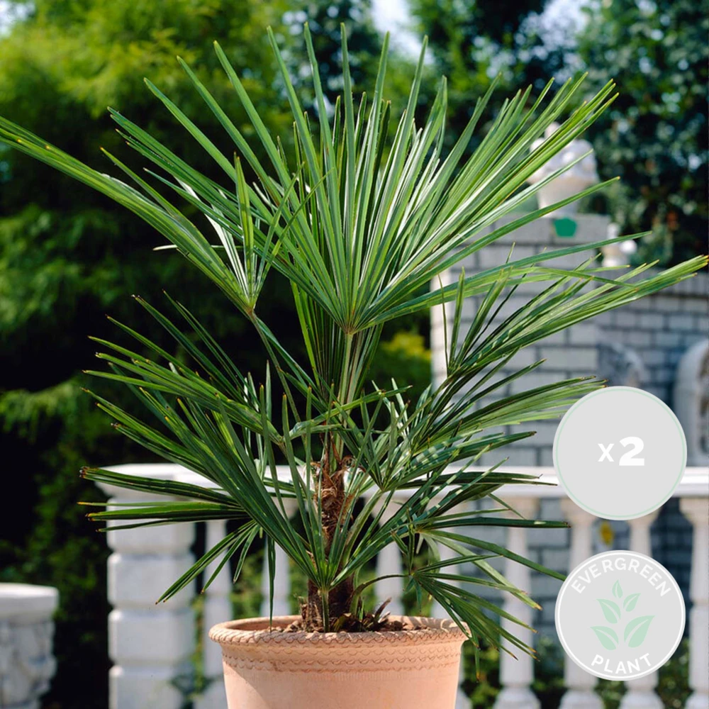 2x Washingtonia Robusta - Palmier Mexicain - Palmier Extérieur - Persistant – ⌀17 Cm - ↕60-75 Cm 2 2x Washingtonia Robusta - Palmier Mexicain - Palmier Extérieur - Persistant – ⌀17 Cm - ↕60-75 Cm – Image 2