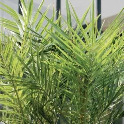Phoenix Canariensis - Palmier Dattier Des Canaries - Palmier - Rustique – ⌀15 Cm - ↕50-60 Cm -Emerald Soldes 640b203440a612.35798404