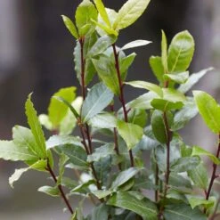 Laurus Nobilis - Laurier De Cuisine - Arbuste - Persistant – ⌀15 Cm - ↕30-45 Cm 7 Laurus Nobilis - Laurier De Cuisine - Arbuste - Persistant – ⌀15 Cm - ↕30-45 Cm -Emerald Soldes 640b2035a542b3.52551879