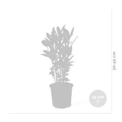 Laurus Nobilis - Laurier De Cuisine - Arbuste - Persistant – ⌀15 Cm - ↕30-45 Cm 6 Laurus Nobilis - Laurier De Cuisine - Arbuste - Persistant – ⌀15 Cm - ↕30-45 Cm -Emerald Soldes 640b2035ac9d61.90448946