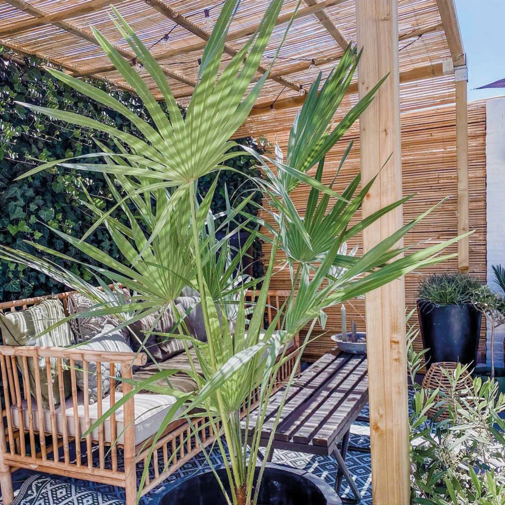 Chamaerops 'humilis' - Palmier Nain Européen - Palmier - Rustique – ⌀21 Cm - ↕60-75 Cm 2 Chamaerops 'humilis' - Palmier Nain Européen - Palmier - Rustique – ⌀21 Cm - ↕60-75 Cm – Image 2