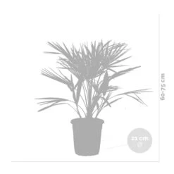 Chamaerops 'humilis' - Palmier Nain Européen - Palmier - Rustique – ⌀21 Cm - ↕60-75 Cm 6 Chamaerops 'humilis' - Palmier Nain Européen - Palmier - Rustique – ⌀21 Cm - ↕60-75 Cm -Emerald Soldes 640b2038839908.05362833