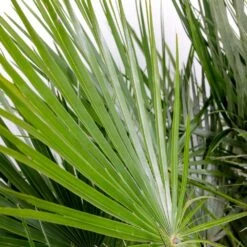 Chamaerops 'humilis' - Palmier Nain Européen - Palmier - Rustique – ⌀21 Cm - ↕60-75 Cm 7 Chamaerops 'humilis' - Palmier Nain Européen - Palmier - Rustique – ⌀21 Cm - ↕60-75 Cm -Emerald Soldes 640b203886c264.75399730