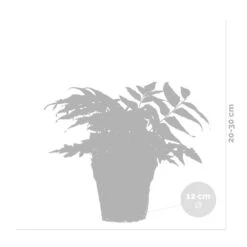 3x Fern Mix - Fougère D'extérieur - Fougère - Rustique - ⌀12 Cm - ↕20-30 Cm -Emerald Soldes 640b2045c15d19.59850432