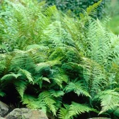 3x Fern Mix - Fougère D'extérieur - Fougère - Rustique - ⌀12 Cm - ↕20-30 Cm -Emerald Soldes 640b2045cd5579.47841460