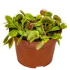 Dionaea Muscipula – Plante Carnivore – Peu D'entretien – ⌀12 Cm – ↕10-15 Cm