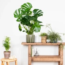 Monstera Deliciosa - Plante Trouée - Plante D'intérieur - Purificateur D'air – ⌀21 Cm - ↕70-80 Cm -Emerald Soldes 640b20b66958b4.75271986