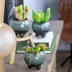 3x Mélange De Plantes Carnivores – Plante Des Marais – Entretien Facile⌀6 Cm ⌀05-10 Cm 7 3x Mélange De Plantes Carnivores – Plante Des Marais – Entretien Facile⌀6 Cm ⌀05-10 Cm -Emerald Soldes 640b20c6d93a55.84252896