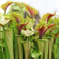 2x Sarracenia 'juthatip Soper' – Plante Carnivore – Entretien Facile ⌀12 Cm – ↕10-20cm 6 2x Sarracenia 'juthatip Soper' – Plante Carnivore – Entretien Facile ⌀12 Cm – ↕10-20cm -Emerald Soldes 640b20de0d95e6.50661912