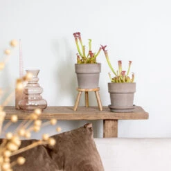 2x Sarracenia 'juthatip Soper' – Plante Carnivore – Entretien Facile ⌀12 Cm – ↕10-20cm 7 2x Sarracenia 'juthatip Soper' – Plante Carnivore – Entretien Facile ⌀12 Cm – ↕10-20cm -Emerald Soldes 640b20de202773.22562993