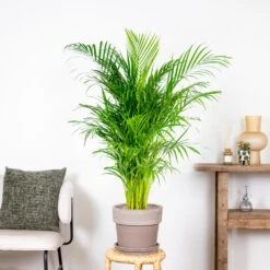 Dypsis Lutescens - Palmier Dorés - Plante D'intérieur - Entretien Facile – ⌀24 Cm - ↕120-130 Cm 7 Dypsis Lutescens - Palmier Dorés - Plante D'intérieur - Entretien Facile – ⌀24 Cm - ↕120-130 Cm -Emerald Soldes 640b20fca5b7e0.32931712