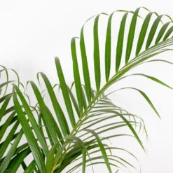 Dypsis Lutescens - Palmier Dorés - Plante D'intérieur - Entretien Facile – ⌀24 Cm - ↕140-150 Cm 6 Dypsis Lutescens - Palmier Dorés - Plante D'intérieur - Entretien Facile – ⌀24 Cm - ↕140-150 Cm -Emerald Soldes 640b21015e3b98.39032595