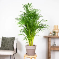 Dypsis Lutescens - Palmier Dorés - Plante D'intérieur - Entretien Facile – ⌀24 Cm - ↕140-150 Cm 7 Dypsis Lutescens - Palmier Dorés - Plante D'intérieur - Entretien Facile – ⌀24 Cm - ↕140-150 Cm -Emerald Soldes 640b21017f4da5.10388502