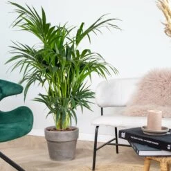 Howea Forsteriana - Palmier Kentia - Plante D'intérieur - Purificateur D'air – ⌀24 Cm - ↕120-130 Cm -Emerald Soldes 640b2102da86e5.91390726
