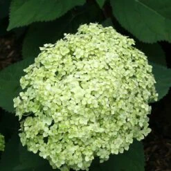 2x Hortensia 'little Lime' - Panicule D'hortensia - Vert - Arbuste - Rustique - ⌀19 Cm - ↕35-45 Cm 8 2x Hortensia 'little Lime' - Panicule D'hortensia - Vert - Arbuste - Rustique - ⌀19 Cm - ↕35-45 Cm -Emerald Soldes 640b7511d63b14.15787697