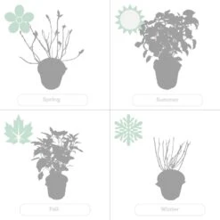 2x Hortensia 'little Lime' - Panicule D'hortensia - Vert - Arbuste - Rustique - ⌀19 Cm - ↕35-45 Cm 9 2x Hortensia 'little Lime' - Panicule D'hortensia - Vert - Arbuste - Rustique - ⌀19 Cm - ↕35-45 Cm -Emerald Soldes 640b7511d9d976.16440964