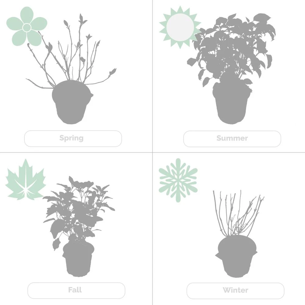 2x Hortensia 'little Lime' - Panicule D'hortensia - Vert - Arbuste - Rustique - ⌀19 Cm - ↕35-45 Cm 5 2x Hortensia 'little Lime' - Panicule D'hortensia - Vert - Arbuste - Rustique - ⌀19 Cm - ↕35-45 Cm – Image 5