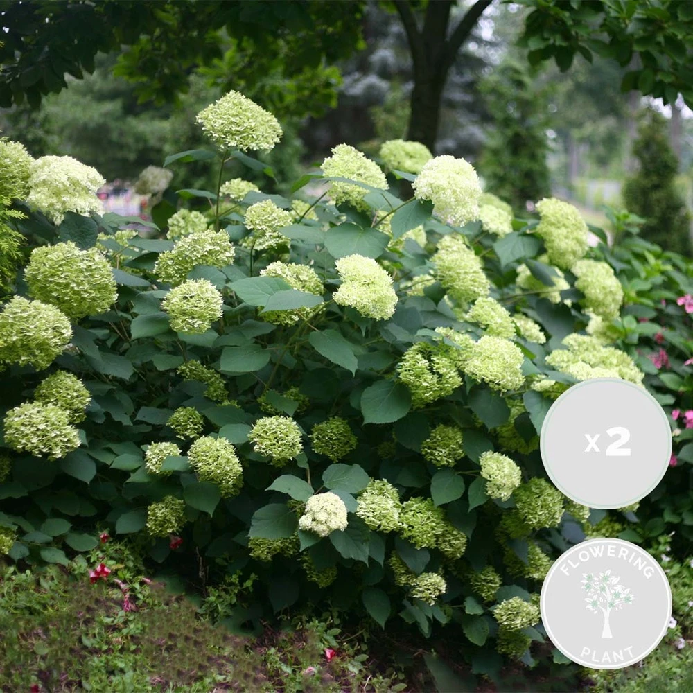 2x Hortensia 'little Lime' - Panicule D'hortensia - Vert - Arbuste - Rustique - ⌀19 Cm - ↕35-45 Cm 1 2x Hortensia 'little Lime' - Panicule D'hortensia - Vert - Arbuste - Rustique - ⌀19 Cm - ↕35-45 Cm