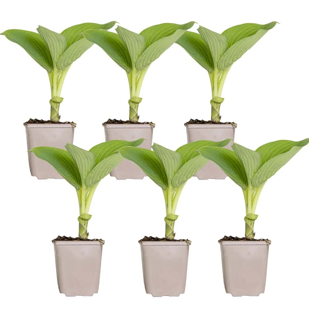 6x Hosta Sieboldiana 'elegans' - Lys Coeur - Vivace - Rustique – ⌀9 Cm - ↕10-15 Cm 2 6x Hosta Sieboldiana 'elegans' - Lys Coeur - Vivace - Rustique – ⌀9 Cm - ↕10-15 Cm – Image 2