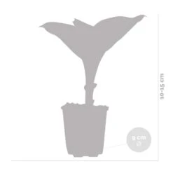 6x Hosta Sieboldiana 'elegans' - Lys Coeur - Vivace - Rustique – ⌀9 Cm - ↕10-15 Cm 7 6x Hosta Sieboldiana 'elegans' - Lys Coeur - Vivace - Rustique – ⌀9 Cm - ↕10-15 Cm -Emerald Soldes 640b75156e61a4.60441110