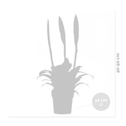Vriesea Era – Torch Bromelia – Plante D'intérieur – Peu D'entretien – ⌀12 Cm – ↕40-50 Cm -Emerald Soldes 640b75191d7d17.63926788
