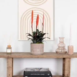 Vriesea Era – Torch Bromelia – Plante D'intérieur – Peu D'entretien – ⌀12 Cm – ↕40-50 Cm -Emerald Soldes 640b75192e1106.98667861