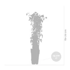 Hortensia 'petiolaris' - Hortensia Grimpant - Plante Grimpante - Autocollant - ⌀15 Cm - ↕60-70 Cm 8 Hortensia 'petiolaris' - Hortensia Grimpant - Plante Grimpante - Autocollant - ⌀15 Cm - ↕60-70 Cm -Emerald Soldes 640b751f734084.15225905