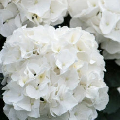 3x Hydrangea Macrophylla 'wudu' – Hortensia – Arbuste - Rustique – ⌀10.5 Cm - ↕20-25 Cm -Emerald Soldes 640b7529a49fd4.69121080