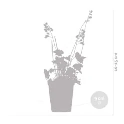 Heuchera Sanguinea 'splendens' - Campanule Pourpre - Vivace - Rustique – ⌀9 Cm - ↕10-15 Cm -Emerald Soldes 640b752ad553f4.50191708