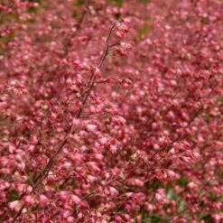 Heuchera Sanguinea 'splendens' - Campanule Pourpre - Vivace - Rustique – ⌀9 Cm - ↕10-15 Cm -Emerald Soldes 640b752ad8f6e5.46813423