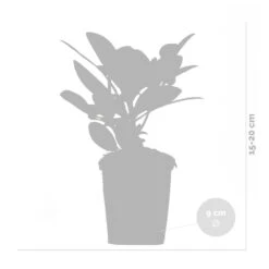 3x Rhododendron Mix – Rhododendron – Arbuste – Persistant – ⌀09 Cm - ↕15-20 Cm 7 3x Rhododendron Mix – Rhododendron – Arbuste – Persistant – ⌀09 Cm - ↕15-20 Cm -Emerald Soldes 640b752e8398a2.47071457