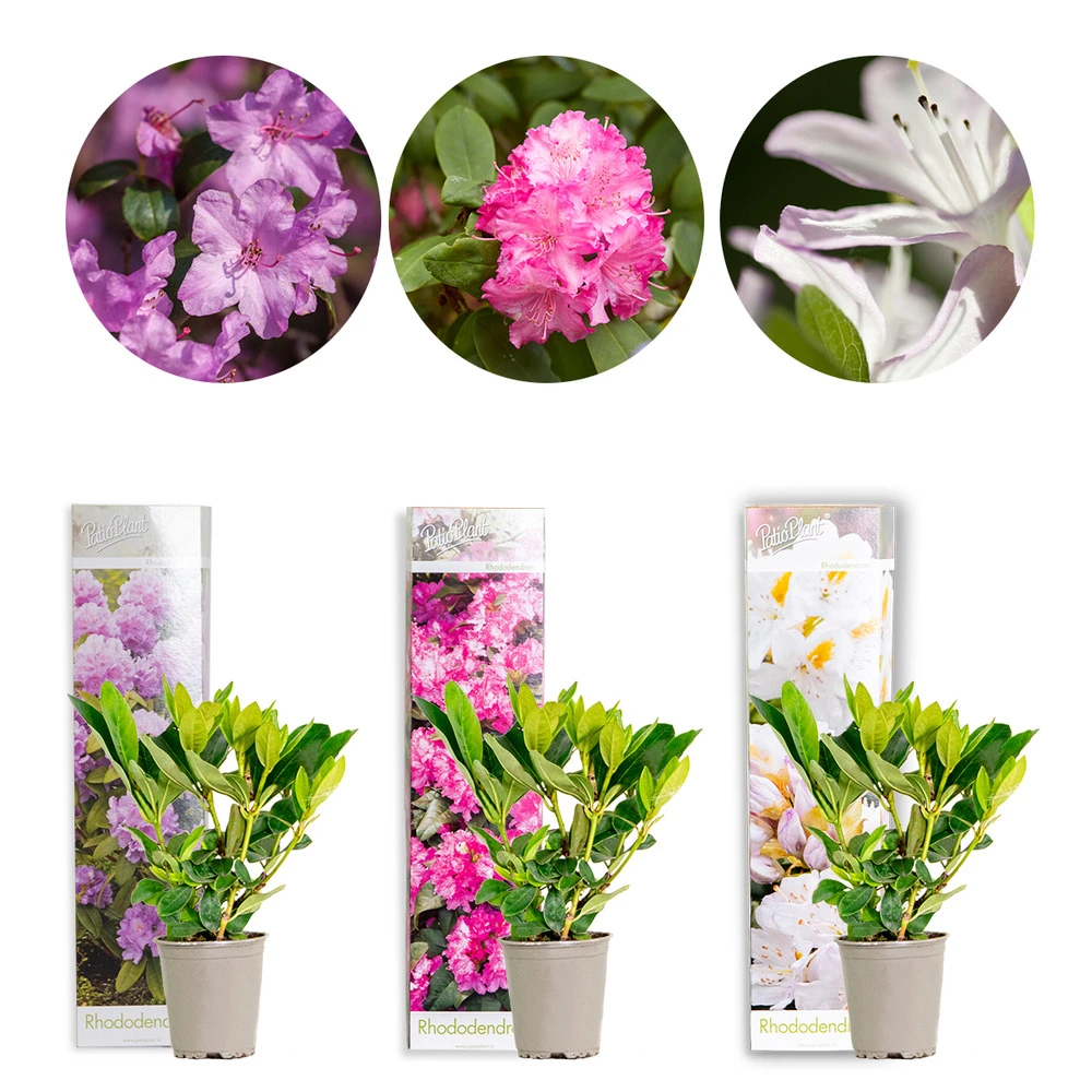 3x Rhododendron Mix – Rhododendron – Arbuste – Persistant – ⌀09 Cm - ↕15-20 Cm 1 3x Rhododendron Mix – Rhododendron – Arbuste – Persistant – ⌀09 Cm - ↕15-20 Cm