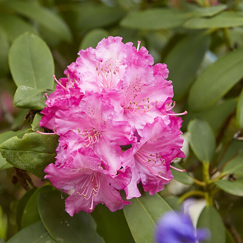 3x Rhododendron Mix – Rhododendron – Arbuste – Persistant – ⌀09 Cm - ↕15-20 Cm 5 3x Rhododendron Mix – Rhododendron – Arbuste – Persistant – ⌀09 Cm - ↕15-20 Cm – Image 5