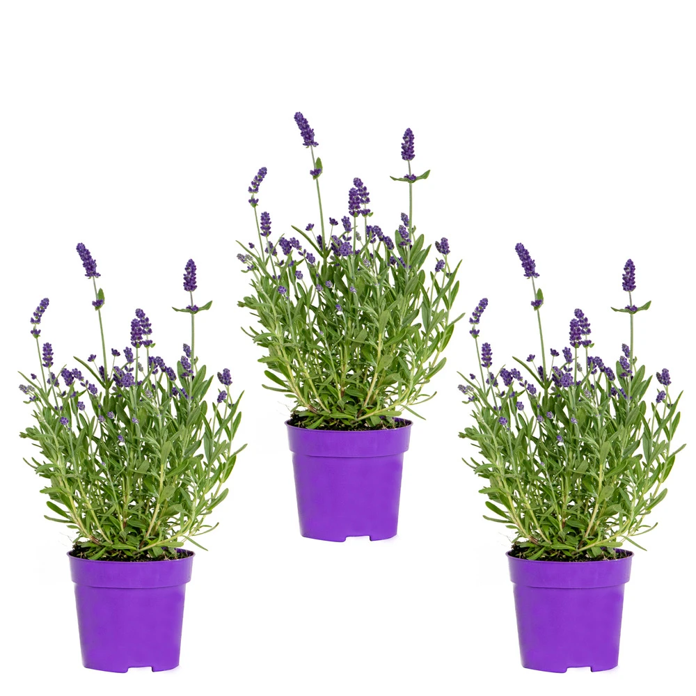 3x Lavandula Angustifolia 'ardèche Blue' - Lavande - Arbuste - Rustique – ⌀10.5 Cm - ↕10-15 Cm 1 3x Lavandula Angustifolia 'ardèche Blue' - Lavande - Arbuste - Rustique – ⌀10.5 Cm - ↕10-15 Cm