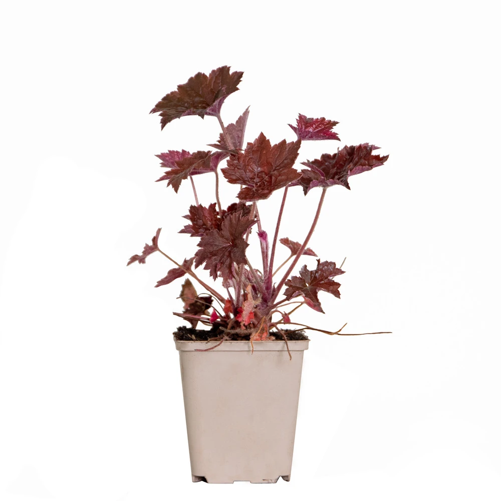 Heuchera Micrantha 'palace Purple' - Campanule - Vivace - Rustique – ⌀9 Cm - ↕10-15 Cm 2 Heuchera Micrantha 'palace Purple' - Campanule - Vivace - Rustique – ⌀9 Cm - ↕10-15 Cm – Image 2