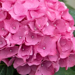 3x Hydrangea Macrophylla 'early Pink' - Hortensia - Arbuste - Rustique – ⌀10.5 Cm - ↕20-25 Cm 7 3x Hydrangea Macrophylla 'early Pink' - Hortensia - Arbuste - Rustique – ⌀10.5 Cm - ↕20-25 Cm -Emerald Soldes 640b75390710b1.57621117