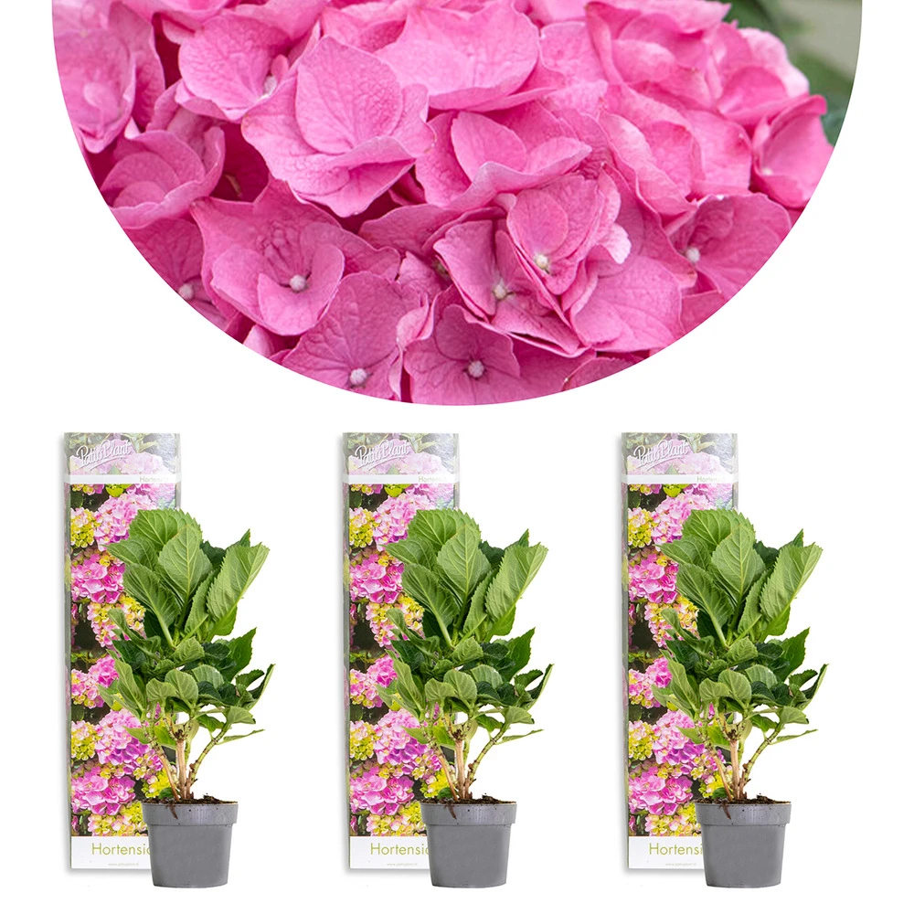 3x Hydrangea Macrophylla 'early Pink' - Hortensia - Arbuste - Rustique – ⌀10.5 Cm - ↕20-25 Cm 1 3x Hydrangea Macrophylla 'early Pink' - Hortensia - Arbuste - Rustique – ⌀10.5 Cm - ↕20-25 Cm