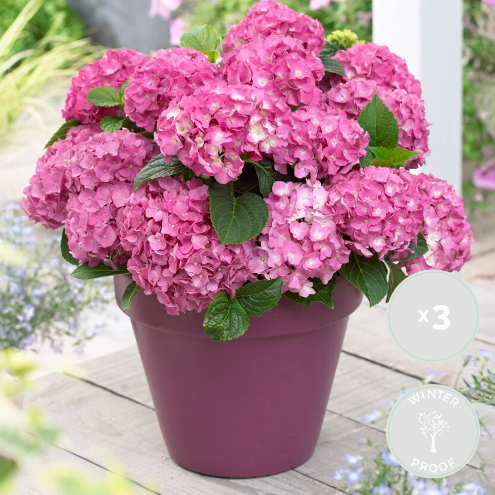 3x Hydrangea Macrophylla 'early Pink' - Hortensia - Arbuste - Rustique – ⌀10.5 Cm - ↕20-25 Cm 2 3x Hydrangea Macrophylla 'early Pink' - Hortensia - Arbuste - Rustique – ⌀10.5 Cm - ↕20-25 Cm – Image 2